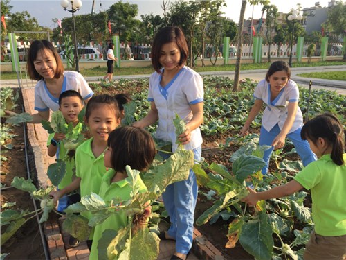 Cùng thu hoạch rau xanh tại vườn rau thực nghiệm của trẻ mẫu giáo lớn trường Mầm Non Hồng Tiến